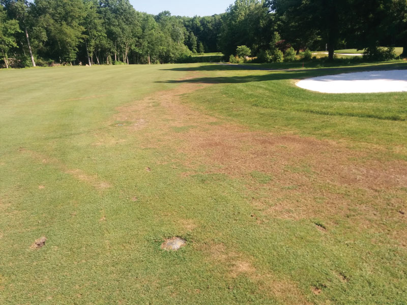 Effect of annual bluegrass weevil larval stage on insecticide efficacy Annual bluegrass weevil damage