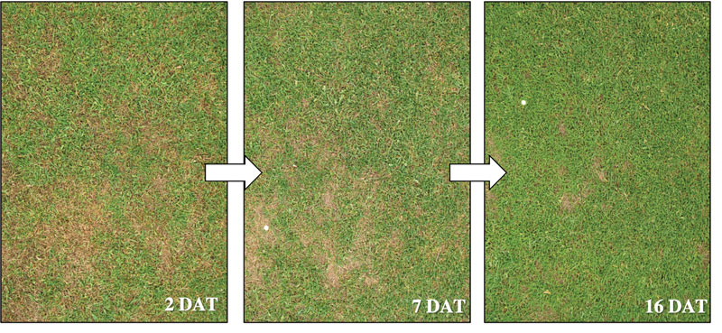 Annual bluegrass weevil turf damage