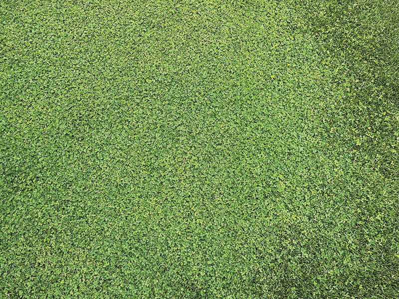 White clover under daily LAM mowing