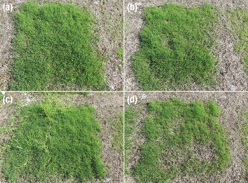 cool season grasses testing