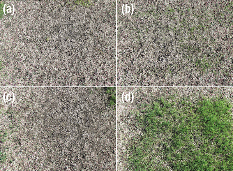 turf test plots