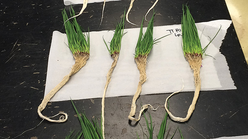 Ryegrass treated with Baccarat