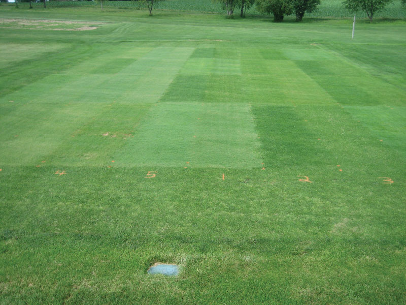 Testing turfgrasses for lower-input fairways Low-input fairway grasses