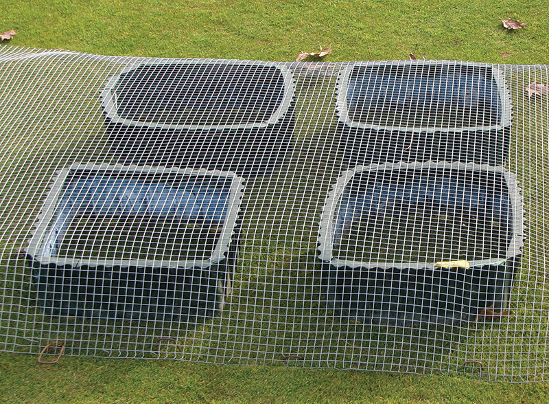 Black cutworm microplots