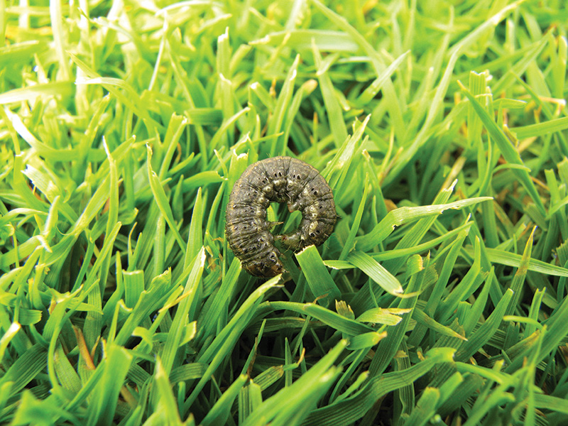 Black cutworm microplots