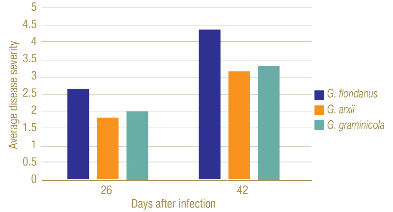 New insights on take-all root rot Take-all root rot disease