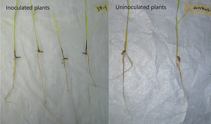 Take-all root rot turf