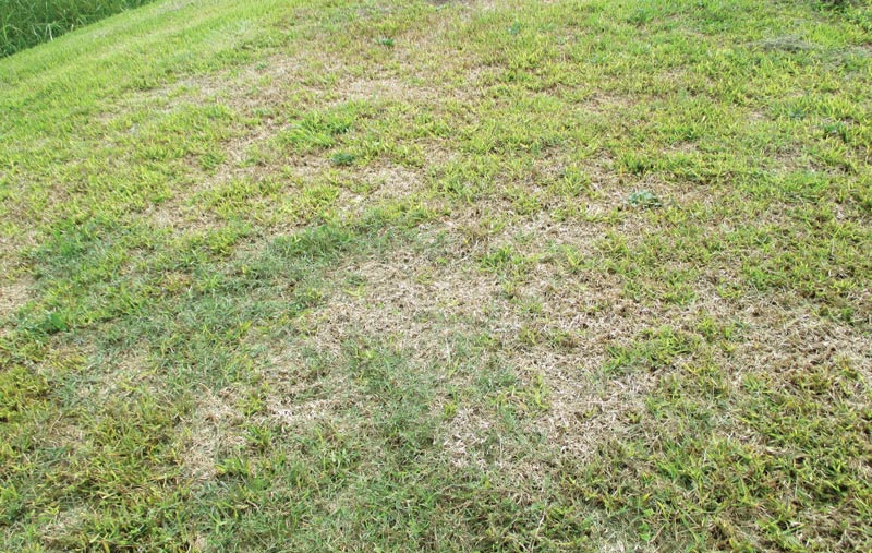 New insights on take-all root rot Take-all root rot turfgrass
