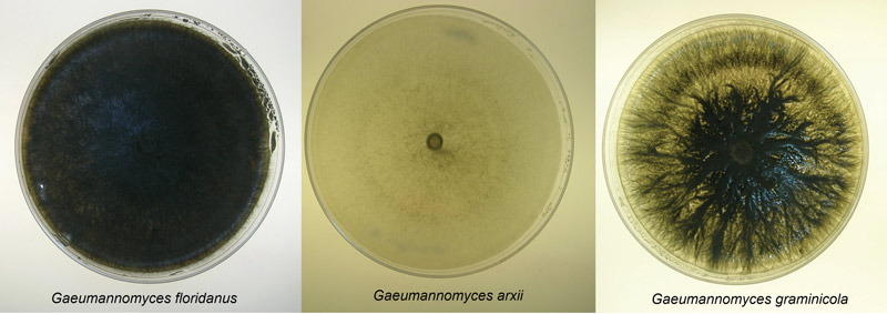 New insights on take-all root rot Take-all root rot