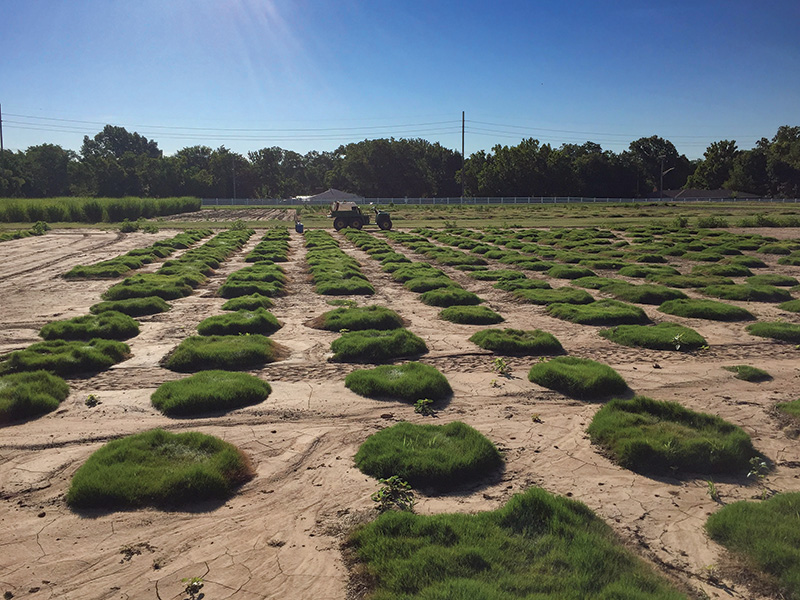 African bermudagrass test patch