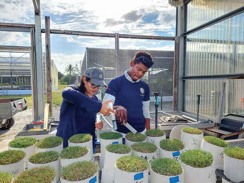 Celebration bermudagrass research