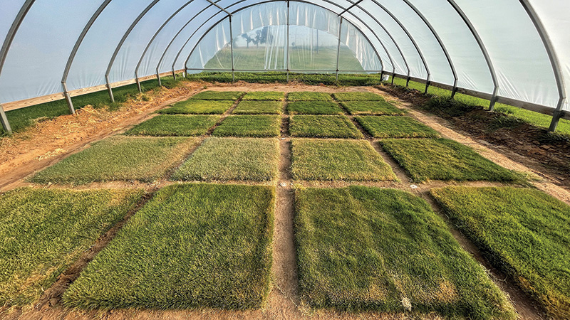 turfgrass test plot under a tent