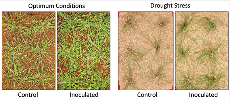 Turf samples