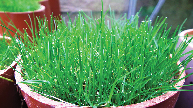 cool-season turfgrass in a lab dish