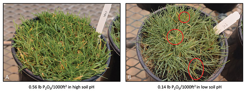 Annual bluegrass and creeping bentgrass tillers