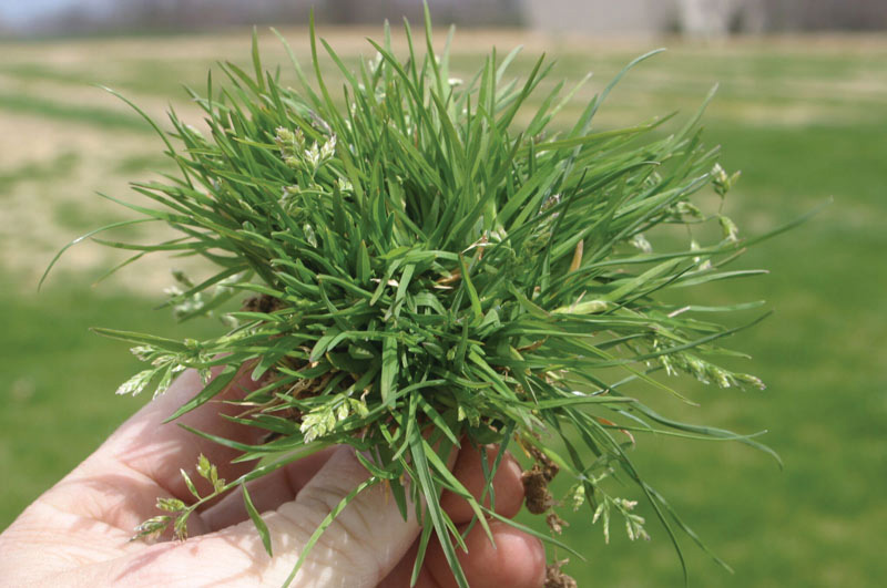 Tuft of poa annua