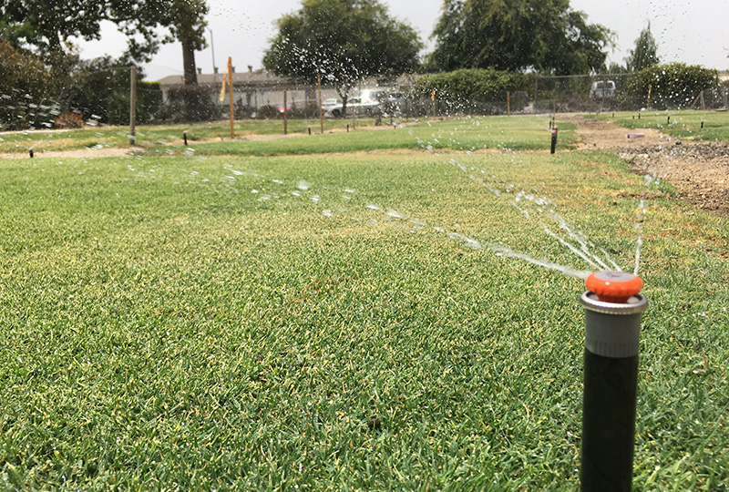 Warm-season turfgrass being watered by a sprinkler