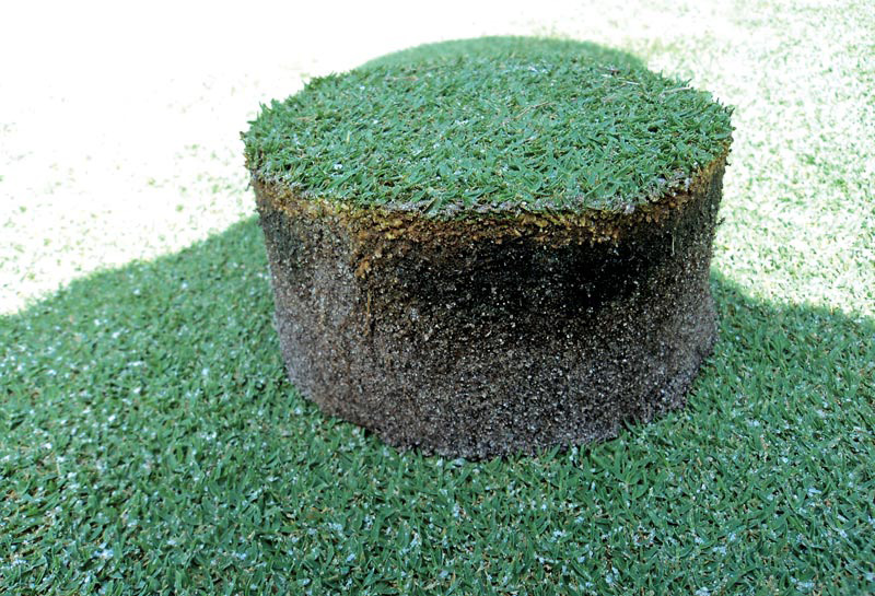 Black layer sample sitting on top of healthy turfgrass