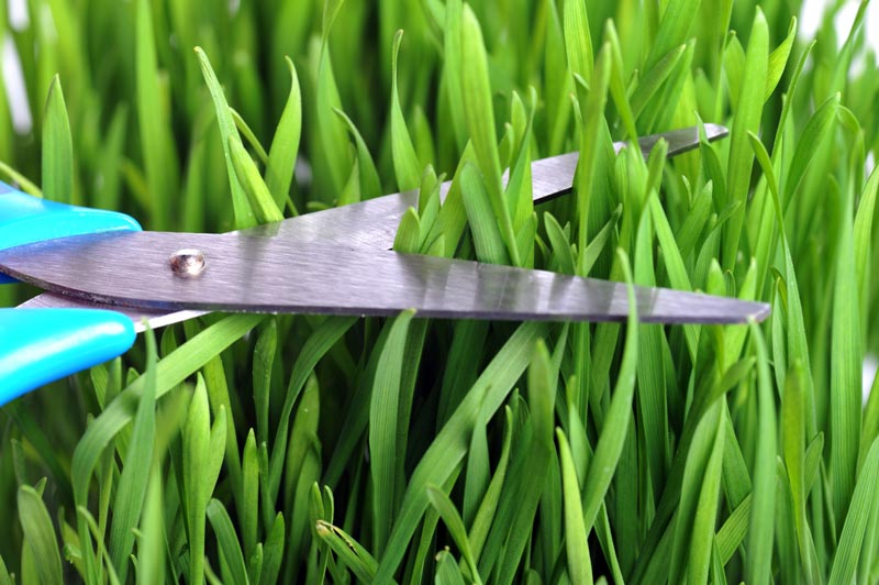 Reel mower scissors