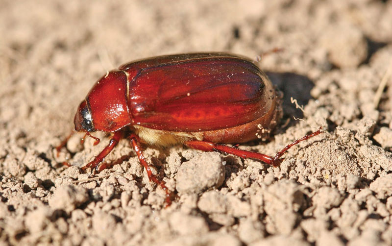 June beetle turf