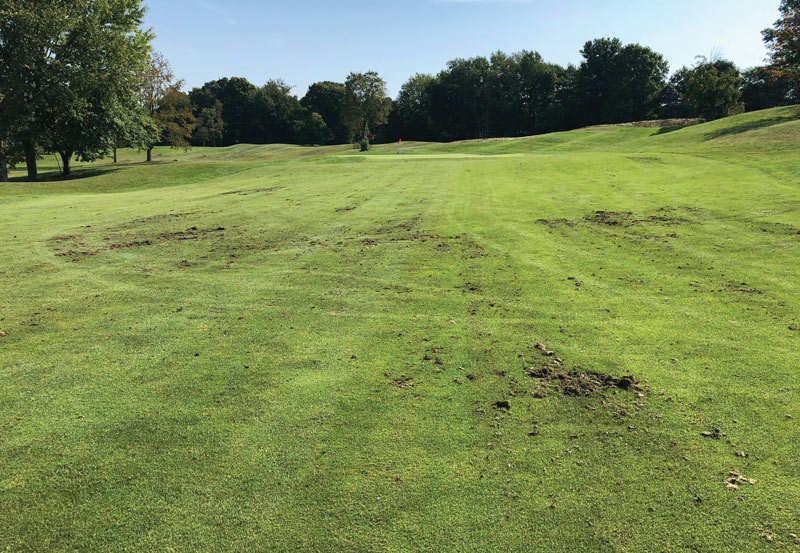 Subsurface insect pests turfgrass