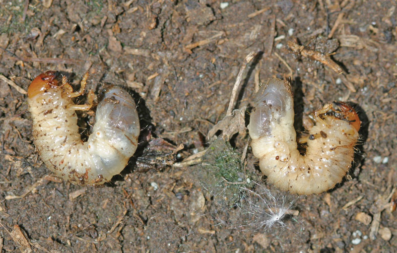 White grubs turfgrass