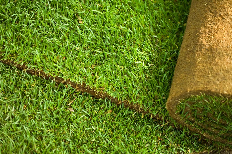 Fast grass: Techniques to accelerate turf establishment Fast turfgrass establishment