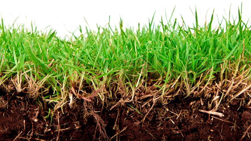 Soil microbes turf