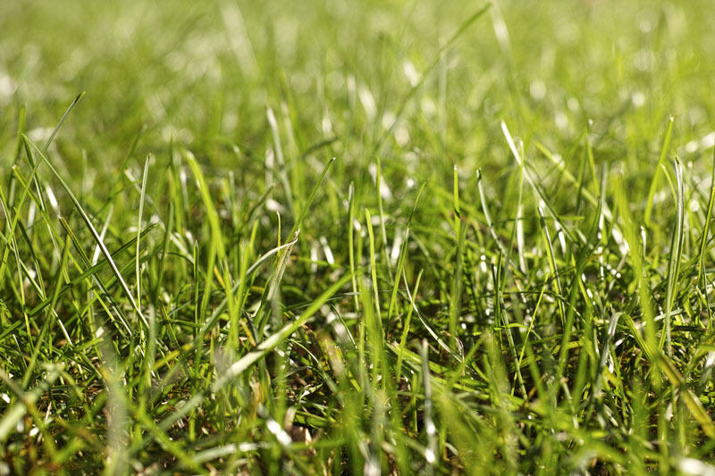 Soil microorganisms: A turf manager’s guide Soil microbes turfgrass