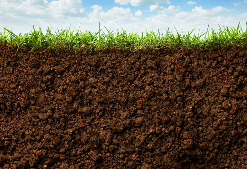 Soil microorganisms turf