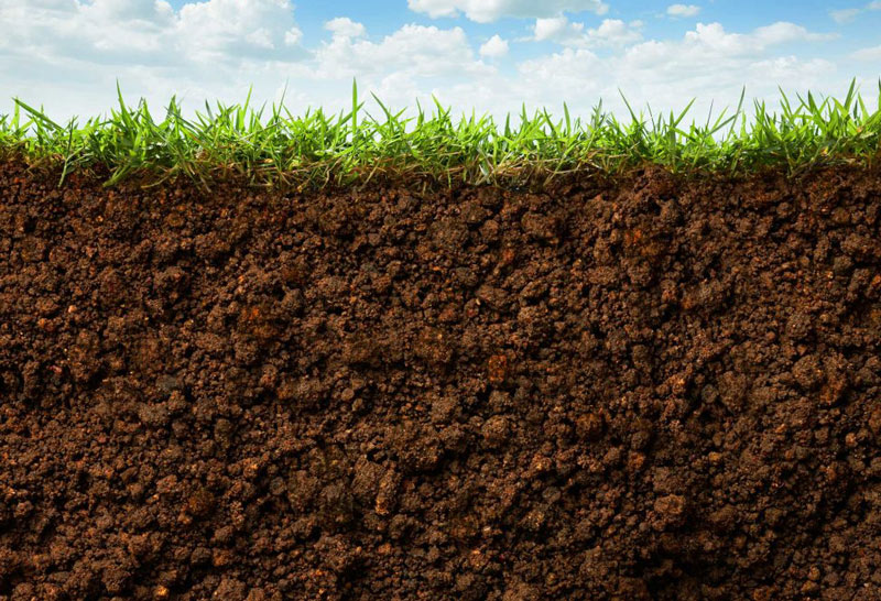Soil microorganisms: A turf manager’s guide Soil microorganisms turf