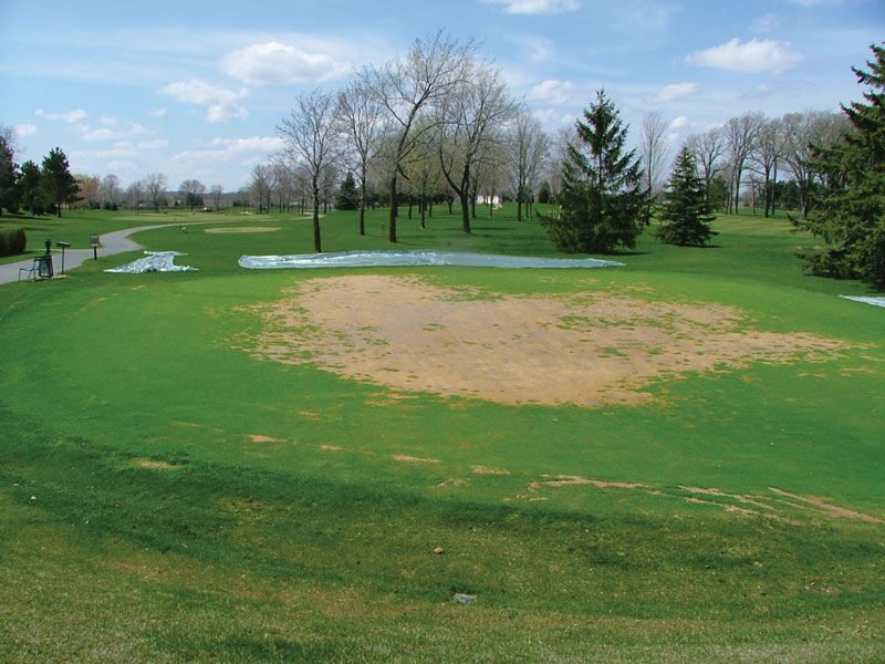 Winter turfgrass damage