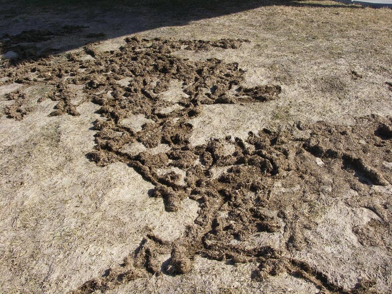 Vole control on the golf course Golf course vole damage