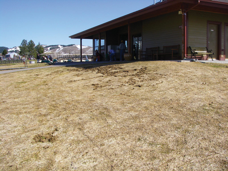 Vole damage golf course