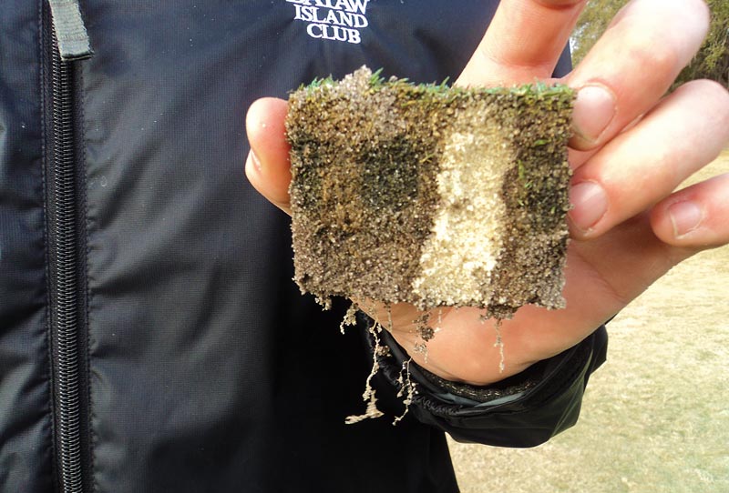 Black layer turfgrass