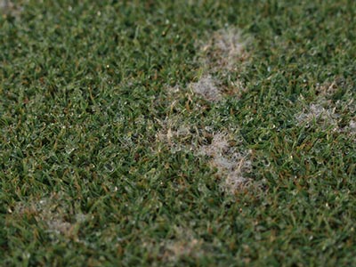 Dollar spot mycelium