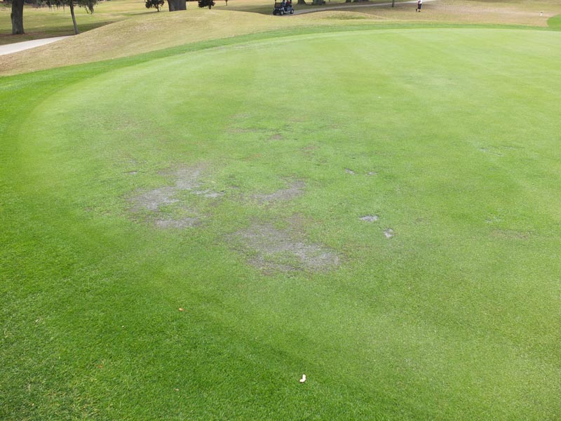 Pythium blight bermudagrass