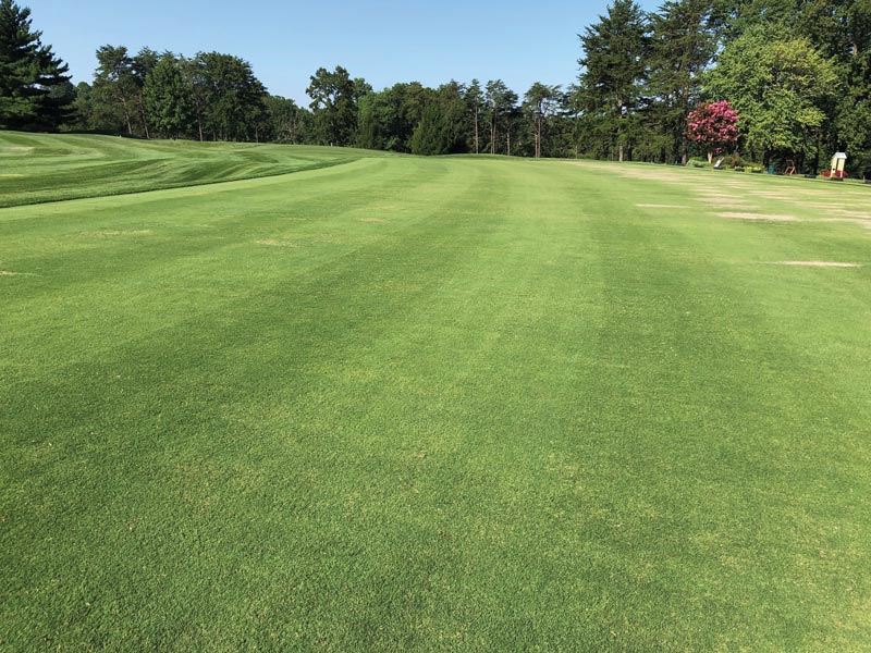 Turf transitions in the transition zone Baltimore Country Club