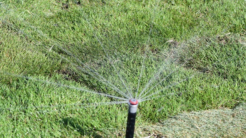 New cold-hardy zoysiagrass varieties Cold-hardy zoysiagrass