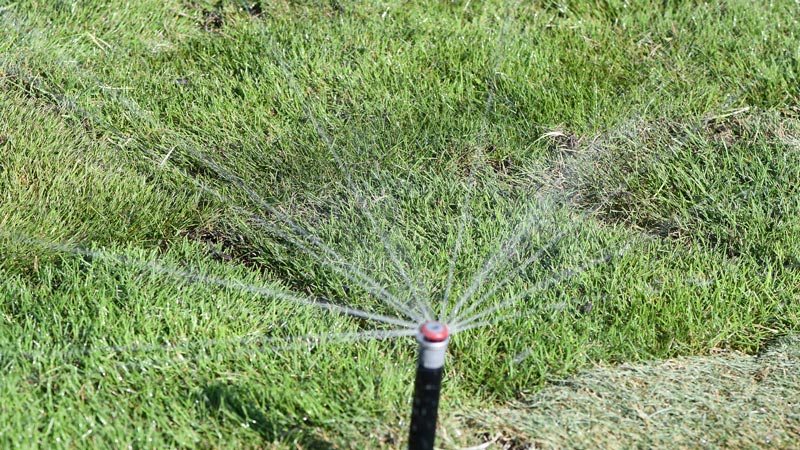 Cold-hardy zoysiagrass