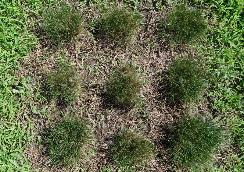 Fine fescue crabgrass