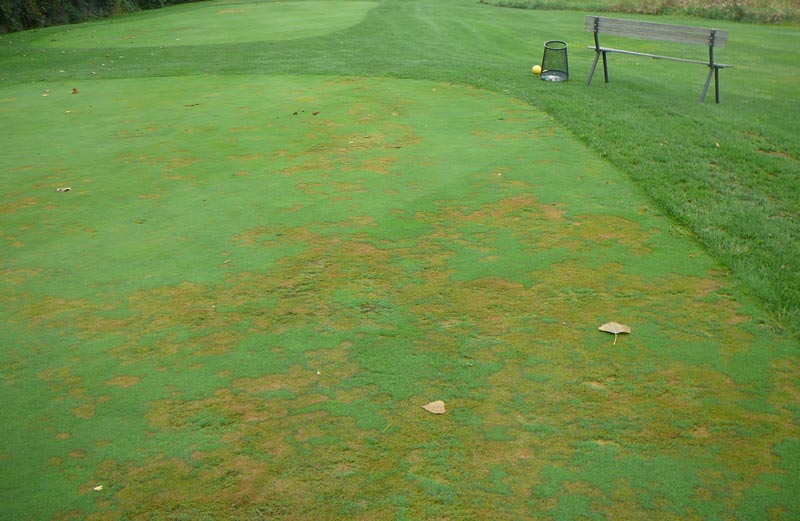 Pythium root rot Q&A Pythium golf course