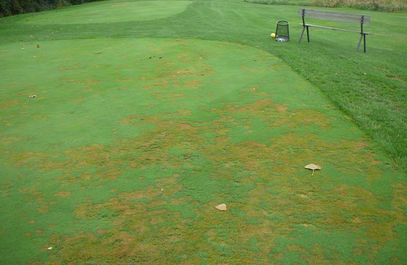 Pythium golf course