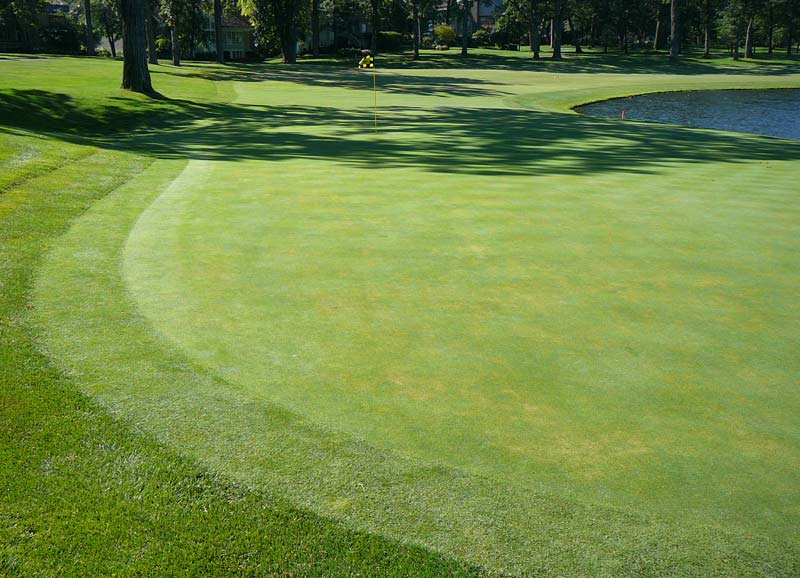 Summer turf stress