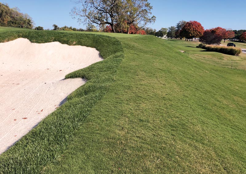 Turf transitions in the transition zone Tahoma 31 bermudagrass