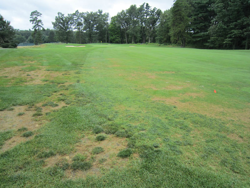 Turf insects: Looking for bugs in all the right places Annual bluegrass weevil damage