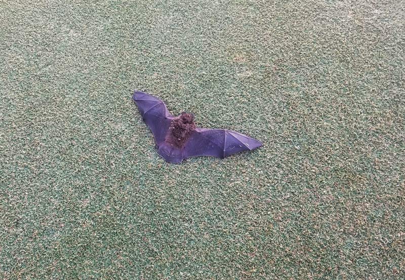Bats golf course