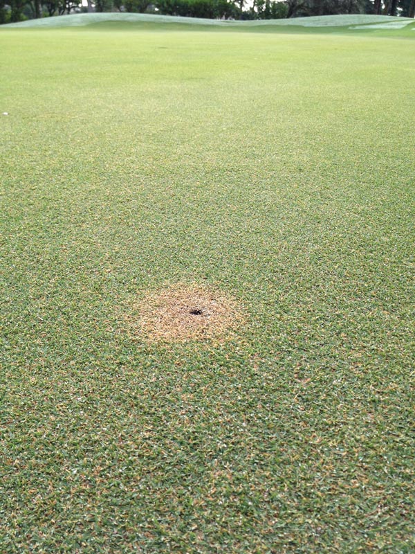 Photo Quiz: Brown circles, tee box damage Brown circles golf green