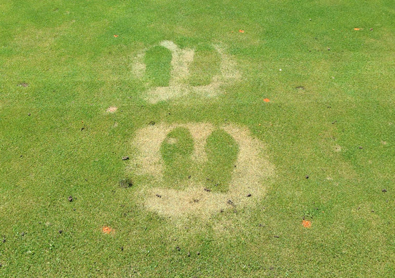 DEET turfgrass damage