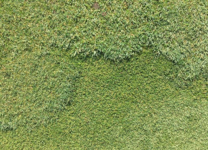 Poa annua to bentgrass